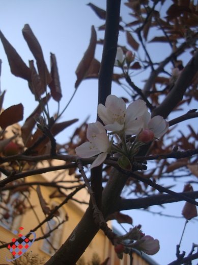 پاییز - درخت  زمستان - شکوفه -Autumn-Spring - Flowers - Tree - Mehrii Vahidi Azar -مهری وحیدی آذر